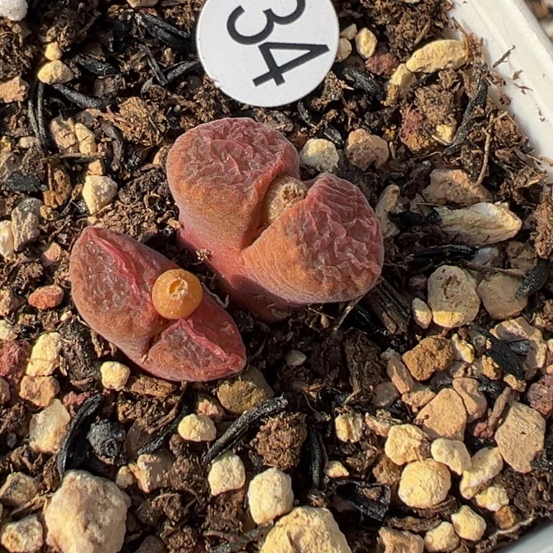 多肉植物111111111111111