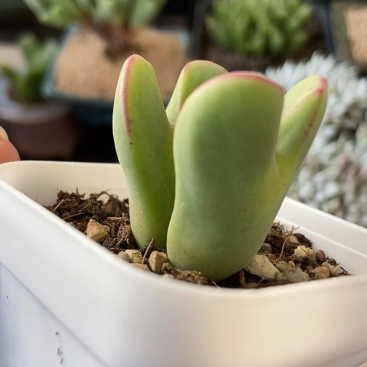 少将多肉植物一物一拍209