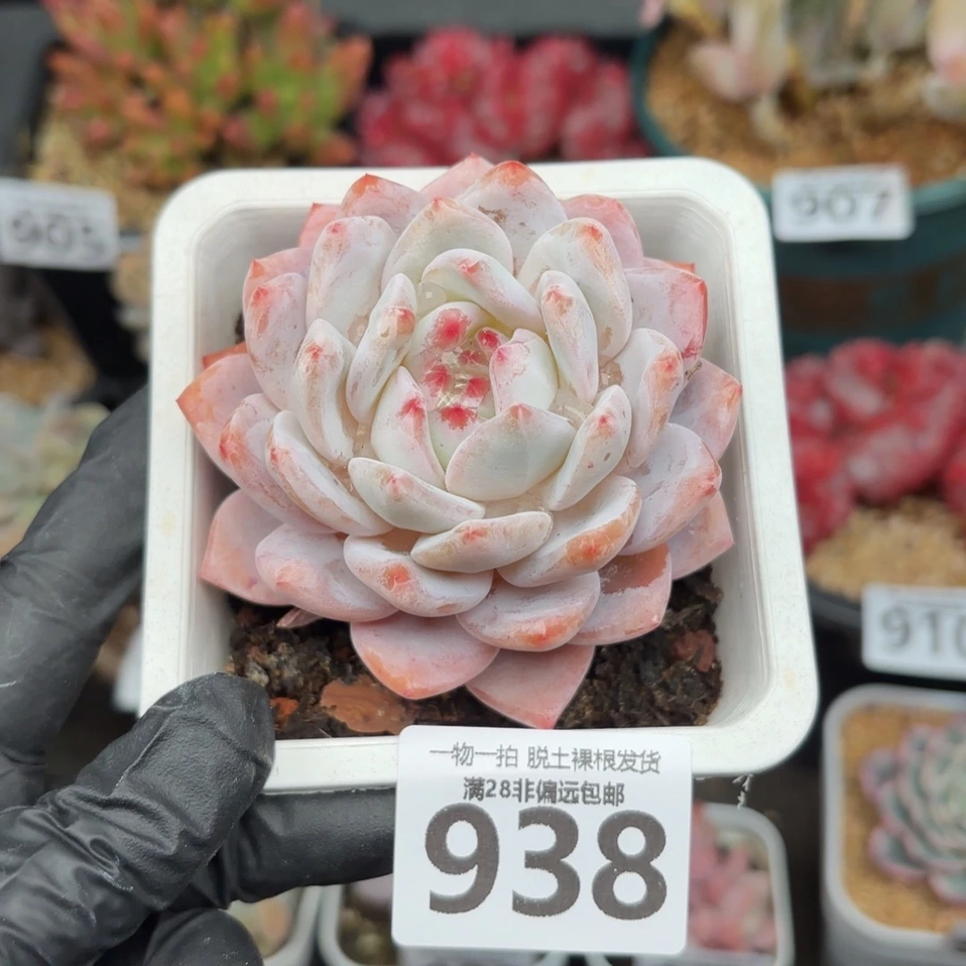 橙梦露单头无盆土发货