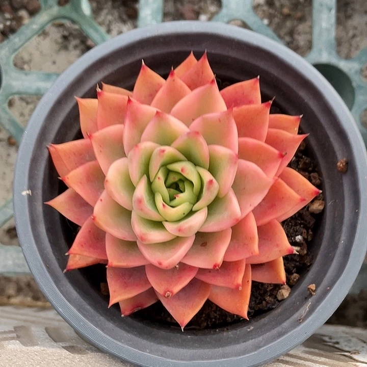 哈密瓜锦一物一拍