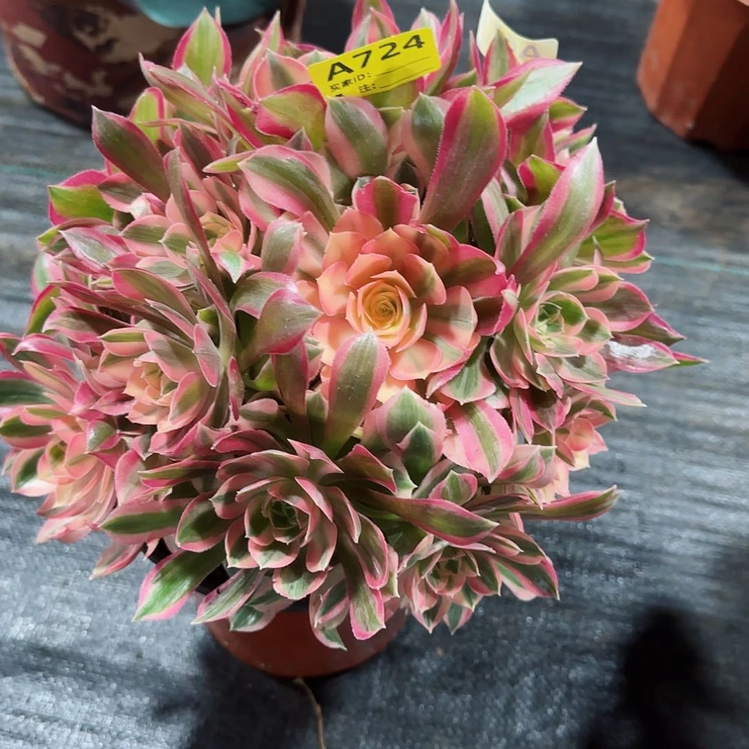 女神法师多肉植物724