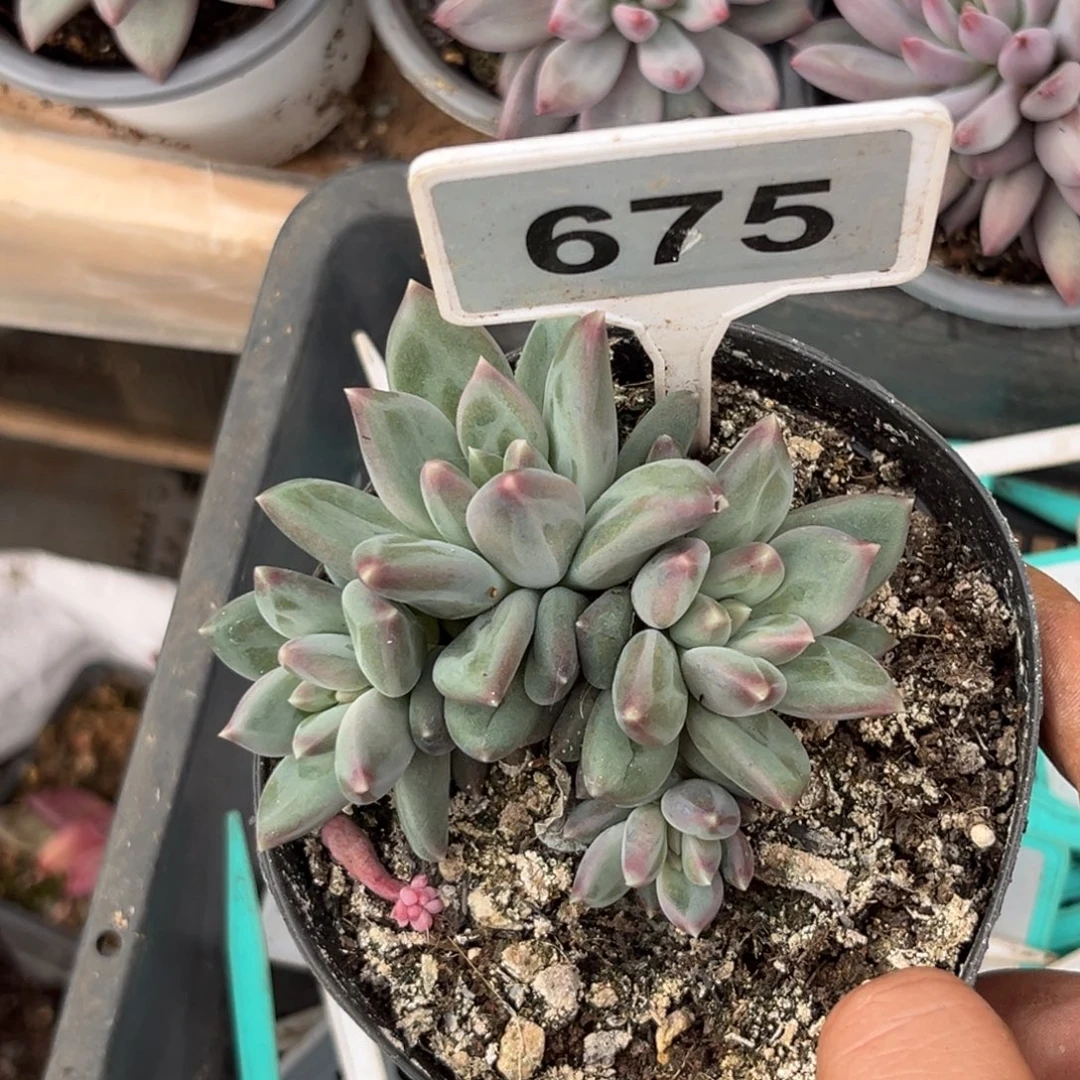 多肉植物的郁金香675