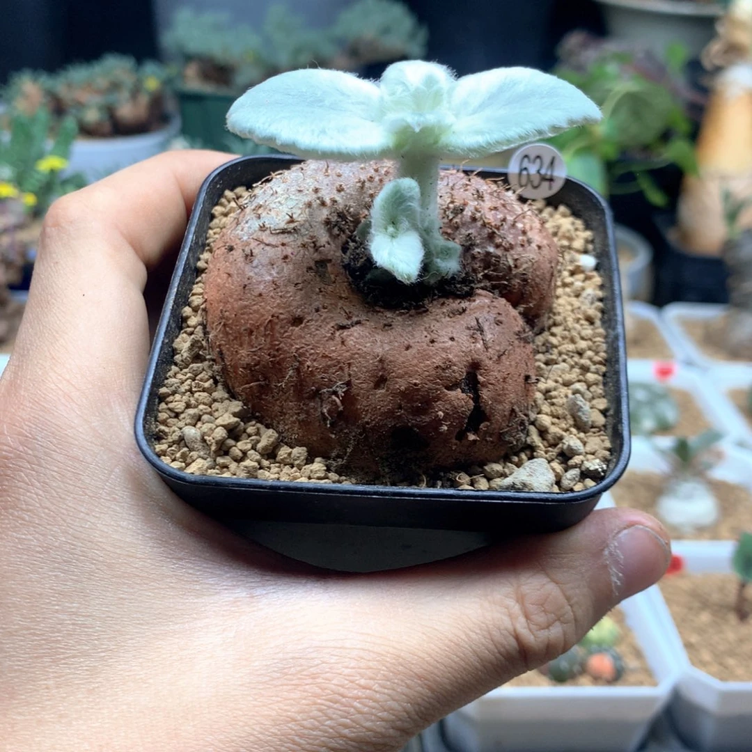 红花断崖女王带盆6.7