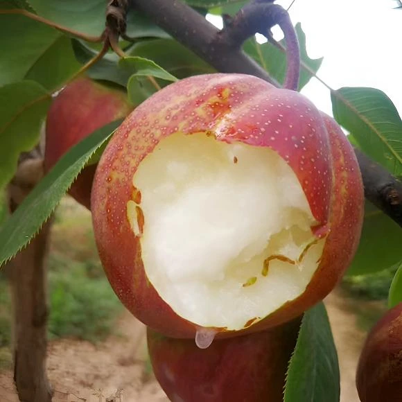 嫁接梨树苗彩虹梨树苗当年结果庭院盆栽地栽南北方种植稀有水果苗