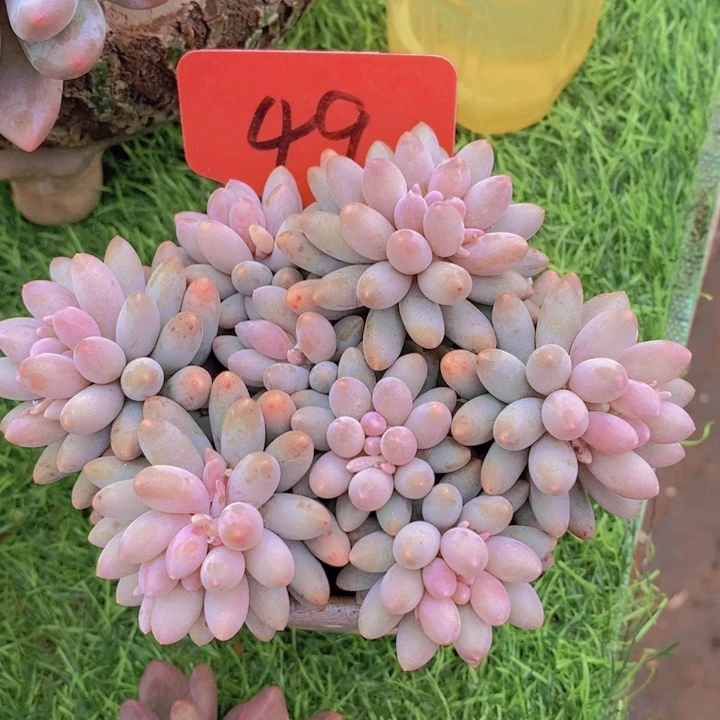 这么多都在一起吃