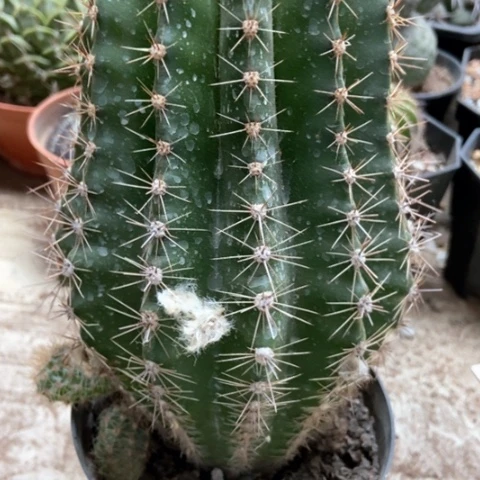 彩草仙人球10米赚大钱