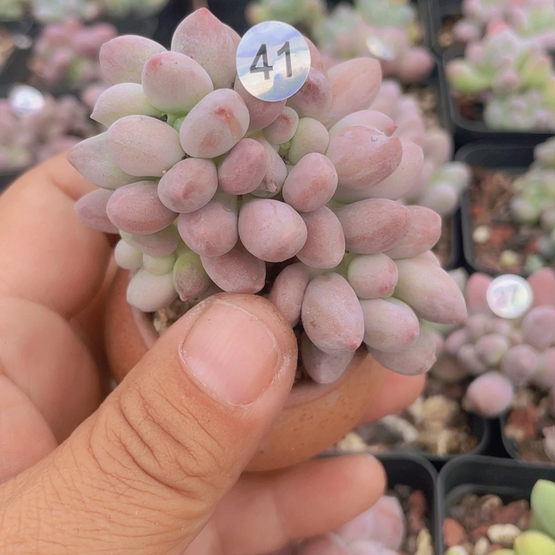 ****糖多肉植物多肉植物