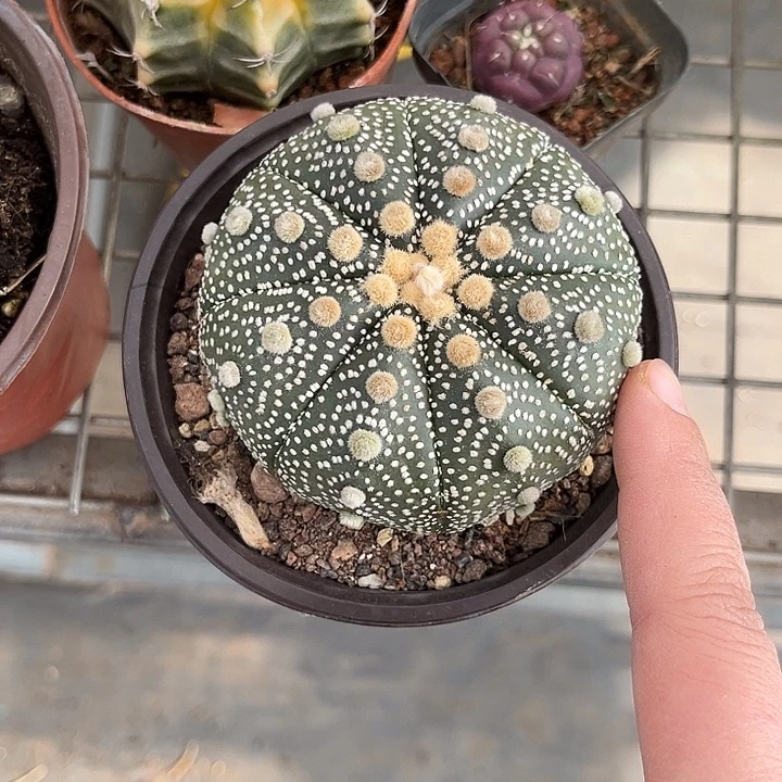 小****我也不知道我为什么要这样对