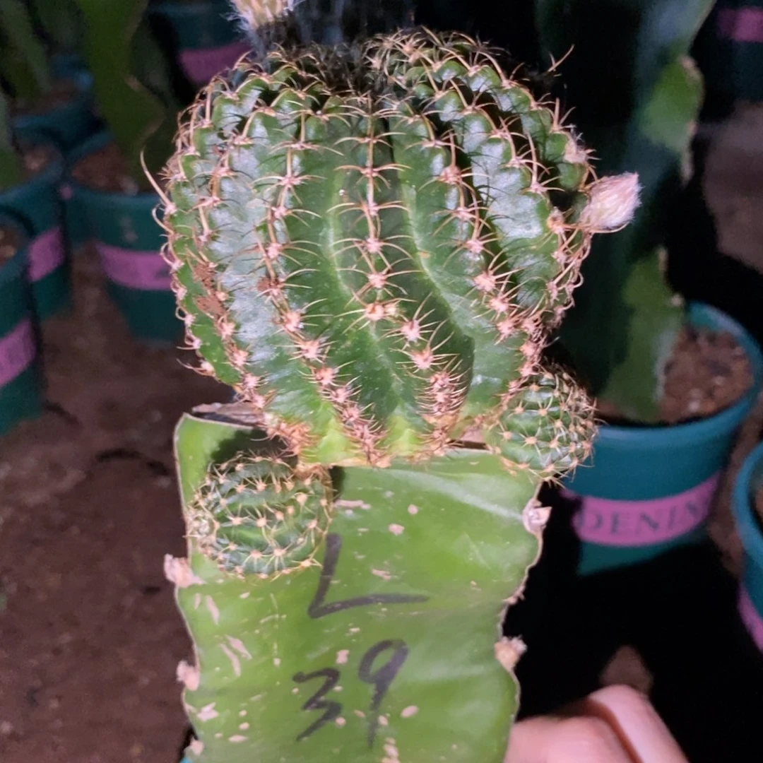 新品丽花L39一物一拍6