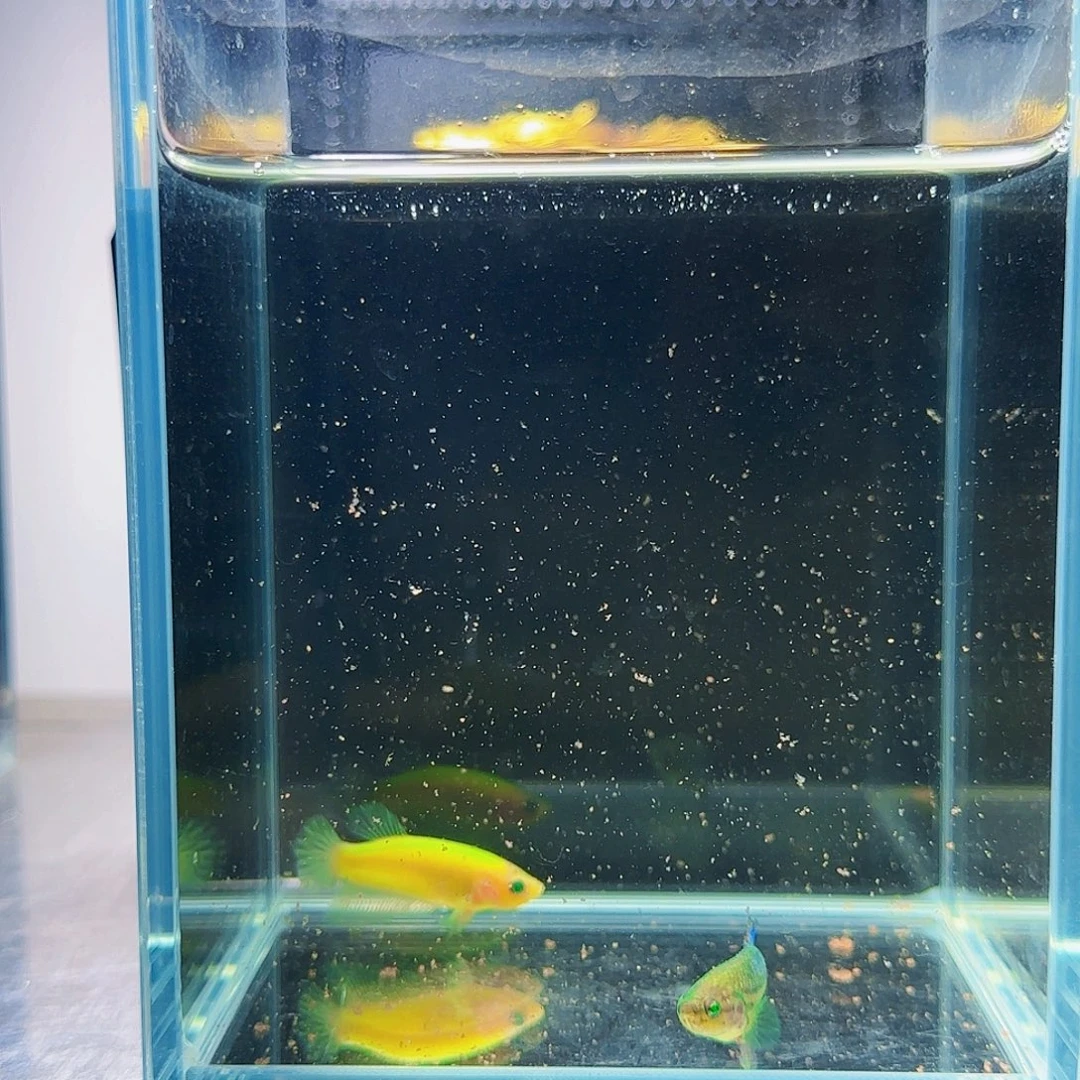 斗鱼活体观赏鱼好养耐活
