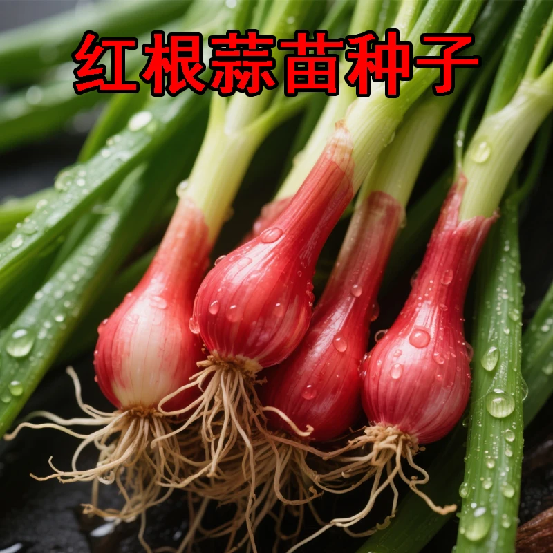 红根蒜苗种子大蒜苗新鲜各种菜种子青蒜家种阳台红皮红根蒜苗种籽