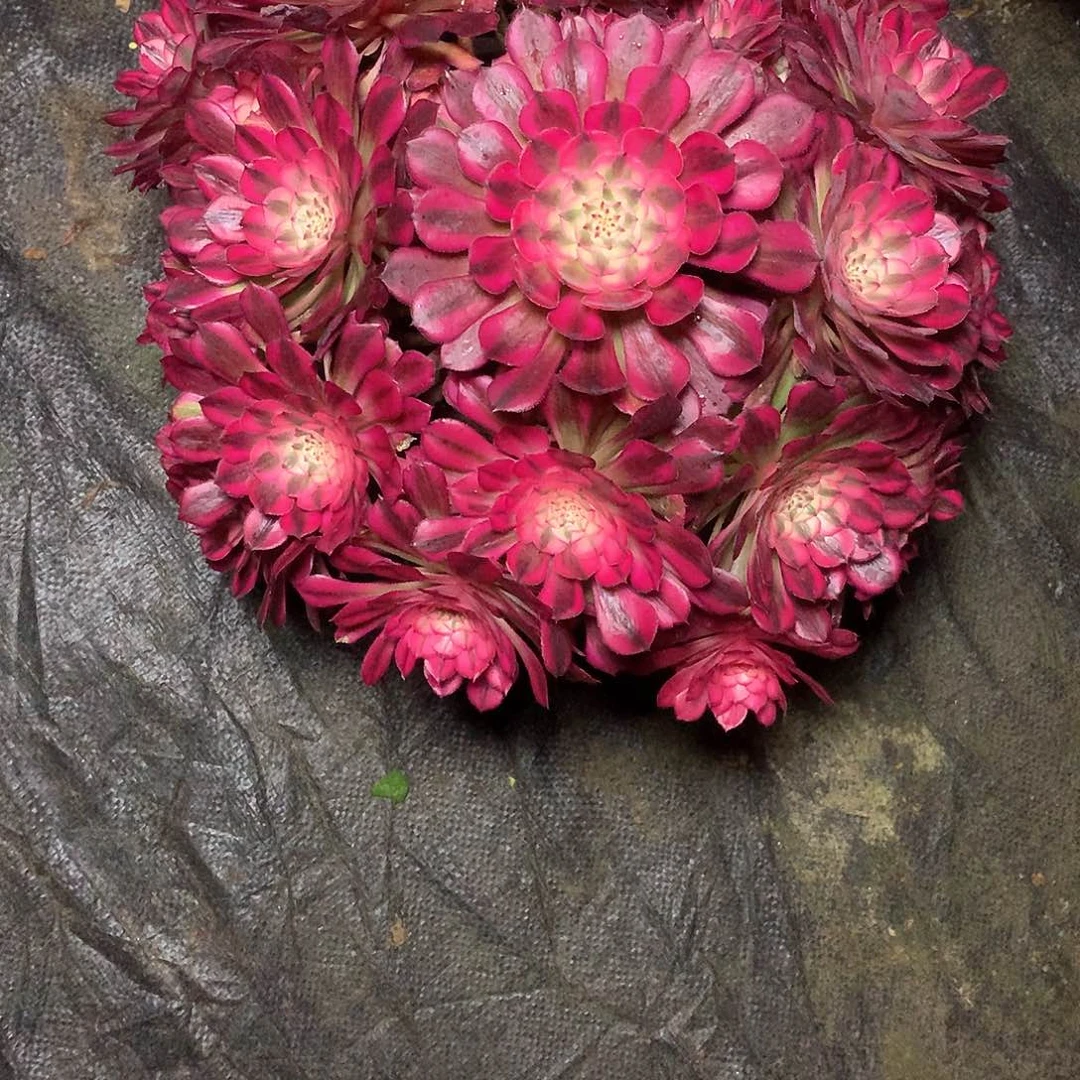 用**爱多肉多肉多肉多肉69