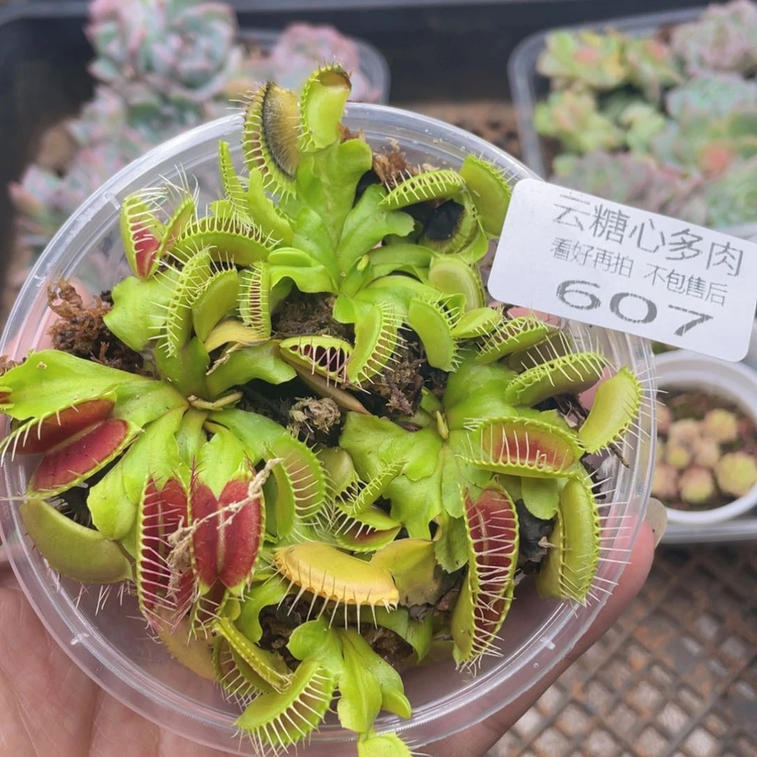 云糖心多肉植物607