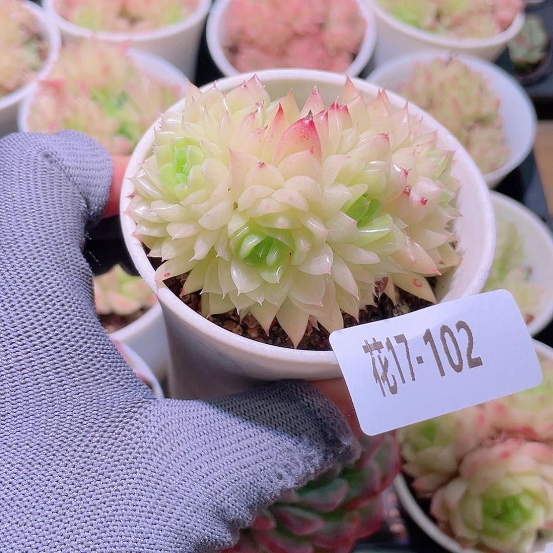 花利美17-102麦秆群