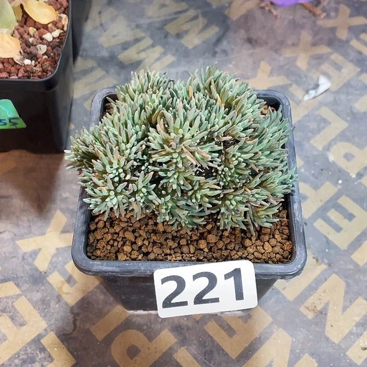 221大盆晶珊瑚块根