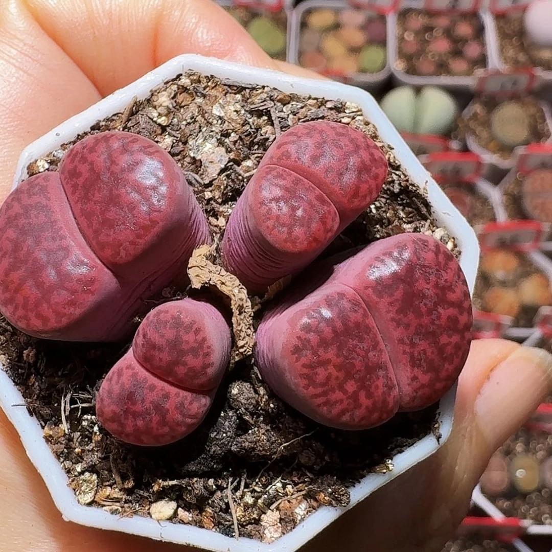 生石花23:：：。  100