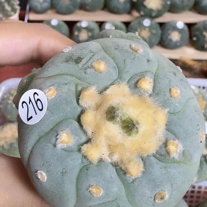 实生控养园艺观赏植物