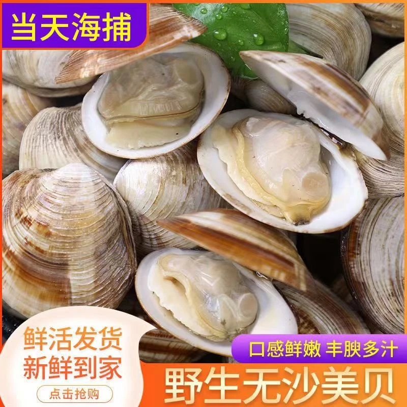 [顺丰]3斤鲜活文贝蛤蜊海鲜码头新鲜无沙