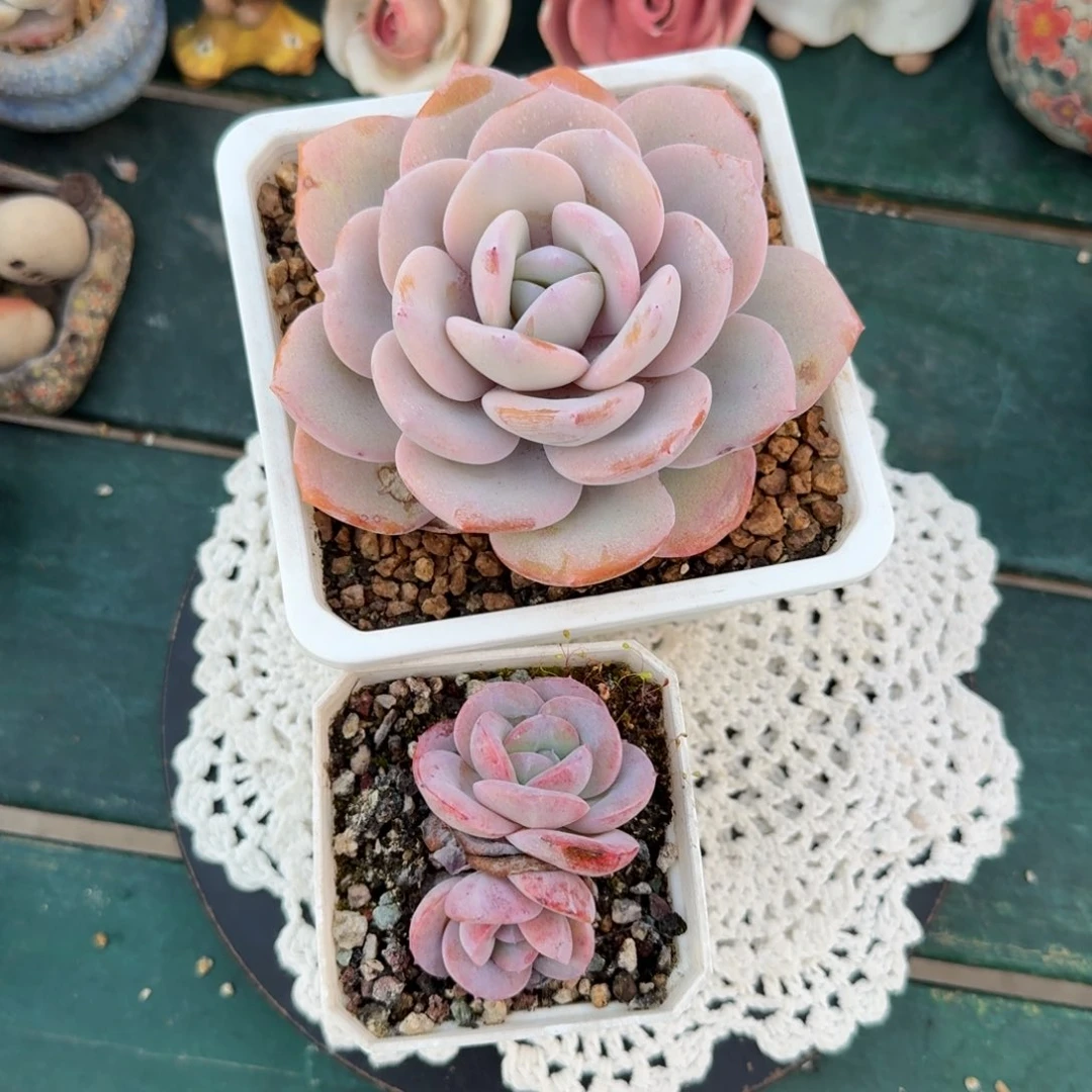 奶茶布鲁兰一物一拍拍下不退不换