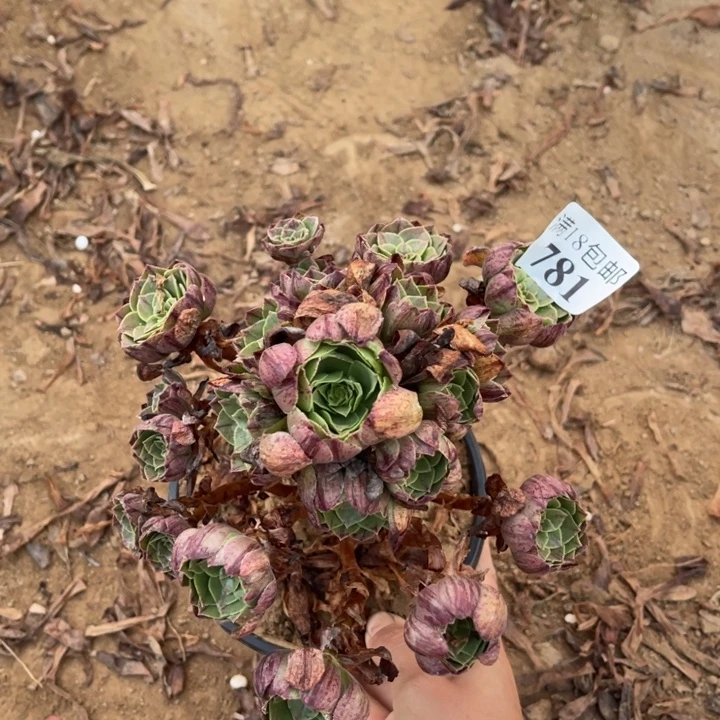 781万拉丝手捧1号棚