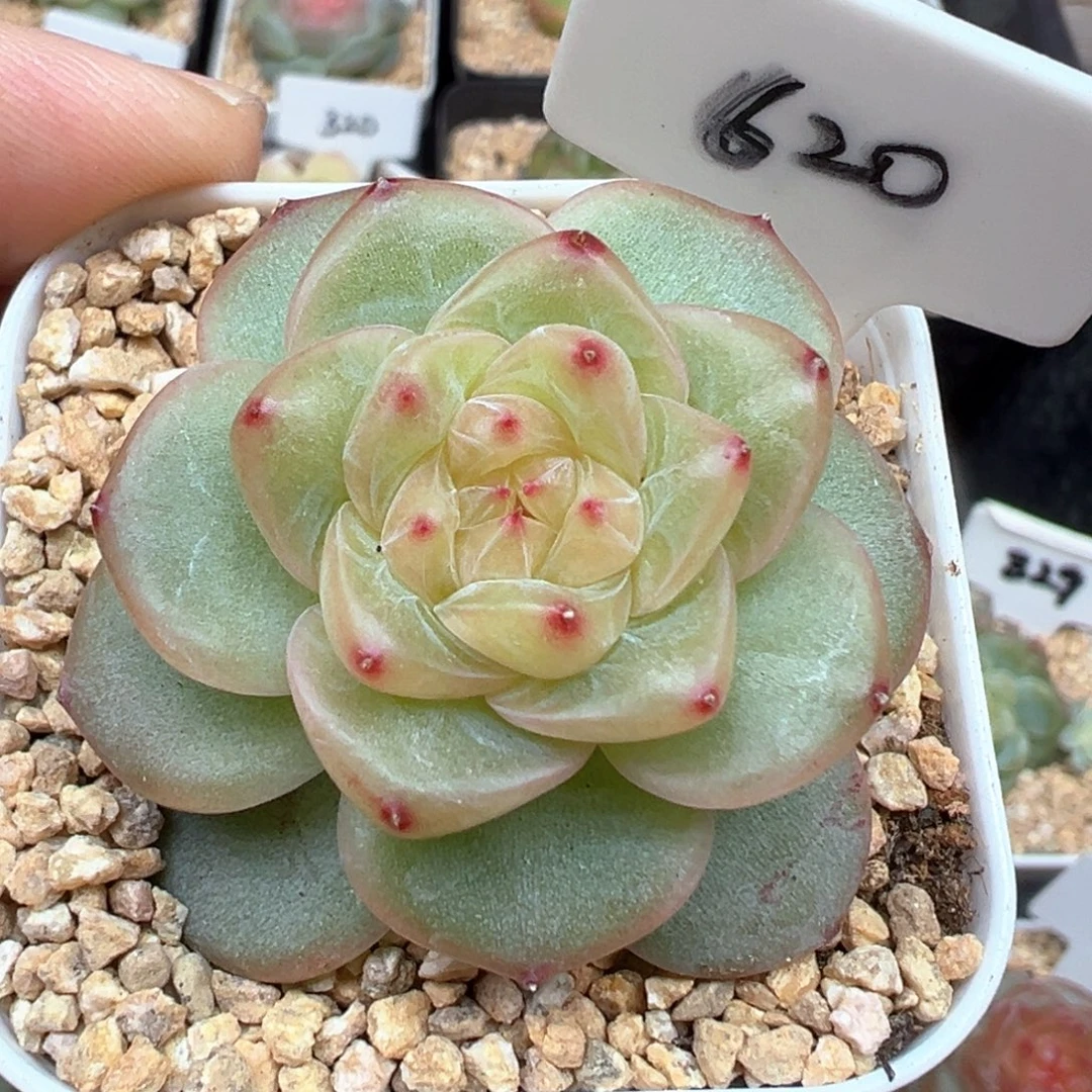 620号甜心628 晗雨多肉