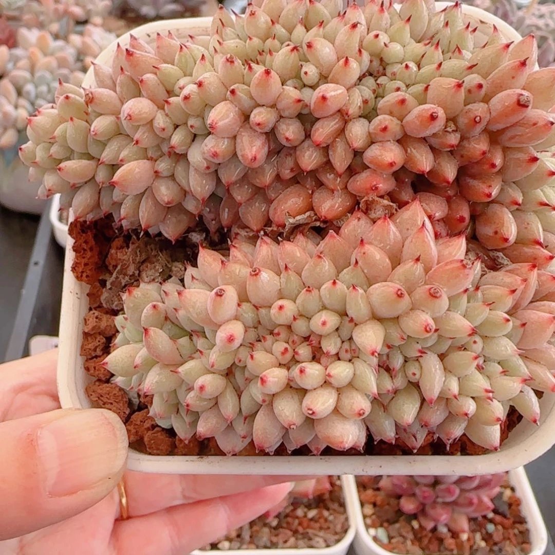 多肉植物8481…………