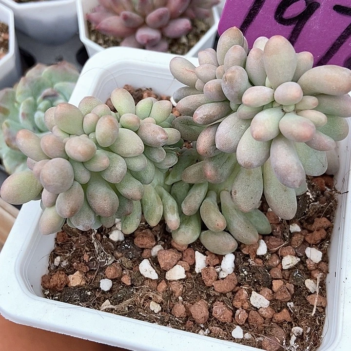 多肉植物汤圆缀1978多肉