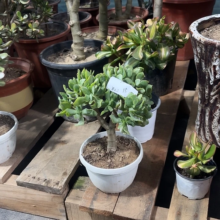 *****当前无花栽培后可以开花海带花月15