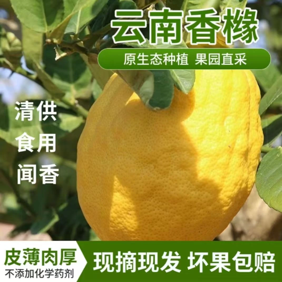 【优鲁】现摘新鲜云南香橼可观赏天然清香香薰鲜果可观赏天然清香