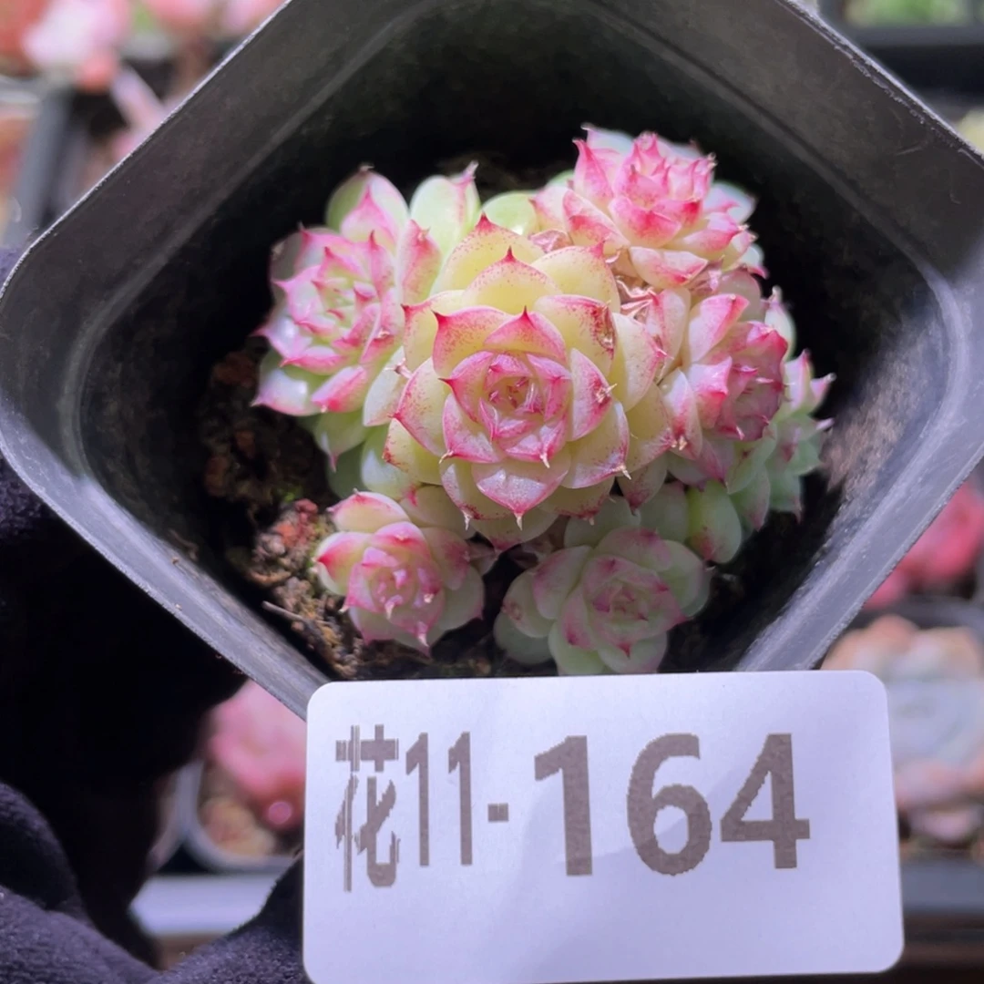 花利美11-164女王玫瑰