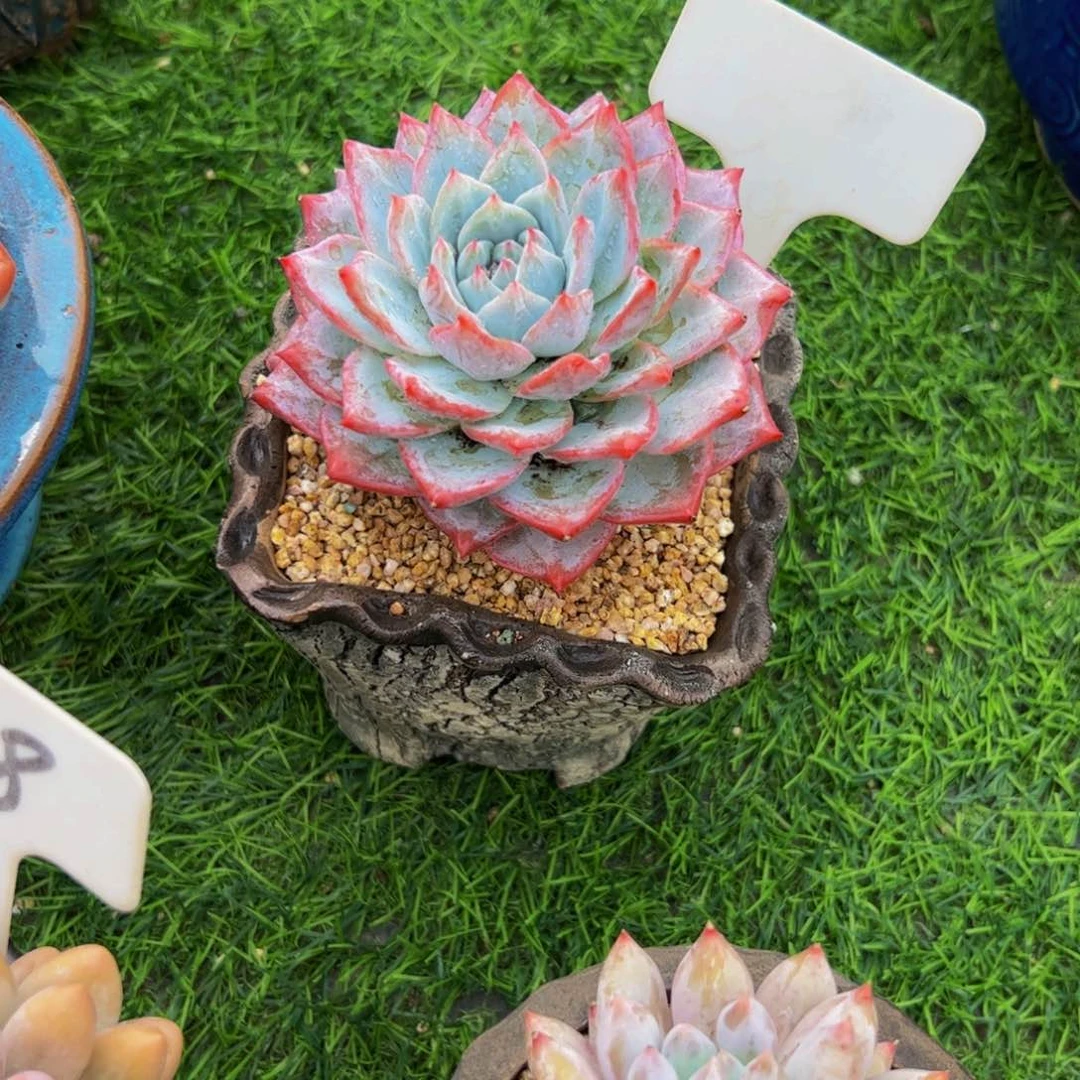 若***微单头粉蓝鸟多肉植物