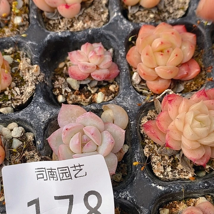 139 多肉植物盆栽花卉植物