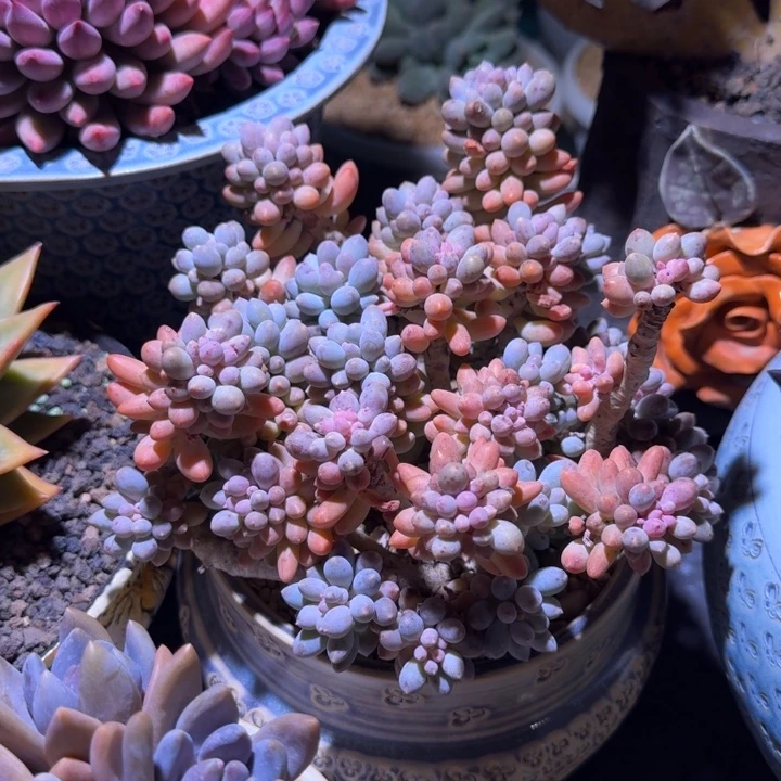 叶手指 群生 一物一拍