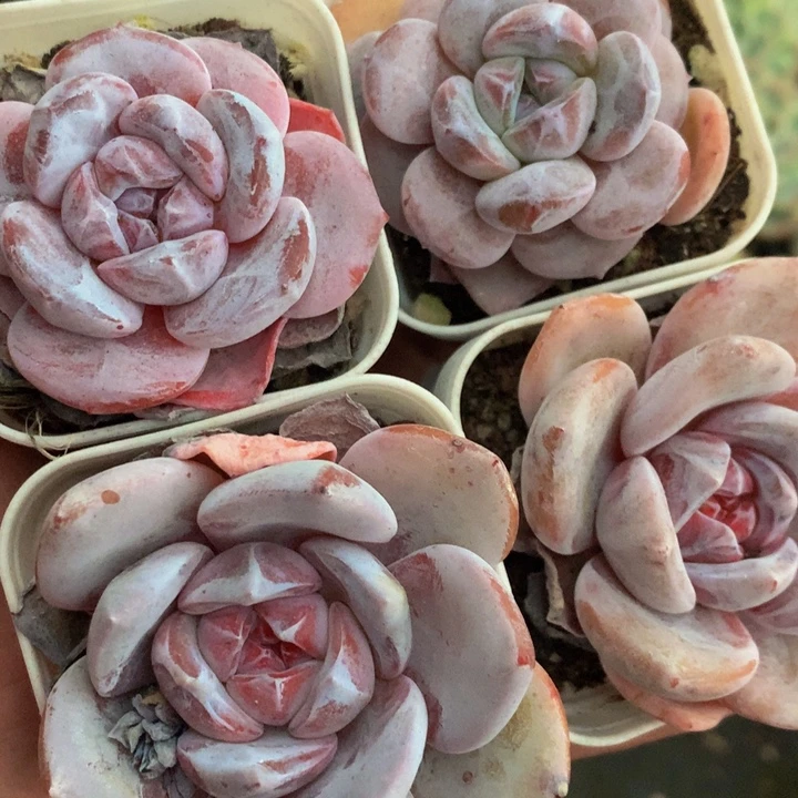 星影钻石  （满9.99包邮不满9.99发叶子）