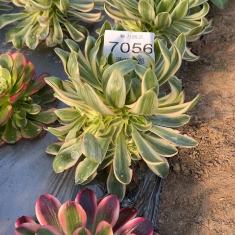 青莲多肉多肉7056