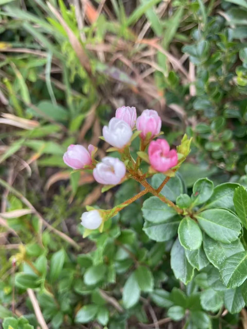 米叶春花一物一拍