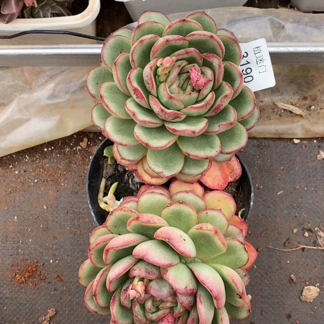 稻**…杂交精品多肉3190