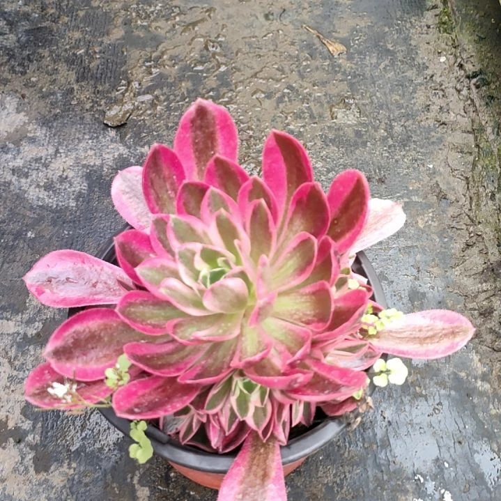 苏*云多肉法师锦女巫