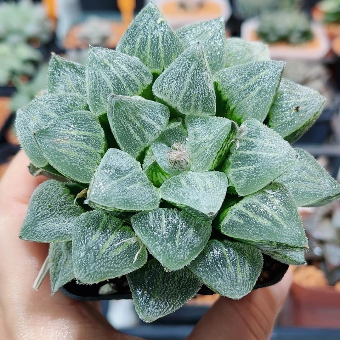 【闪购商品】雪姬磨面