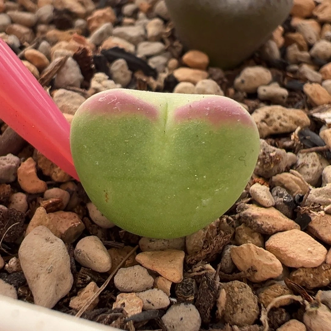 爱心体桃割杂多肉