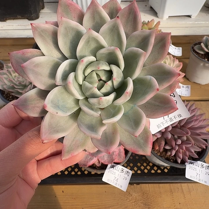 香槟锦111111129-79