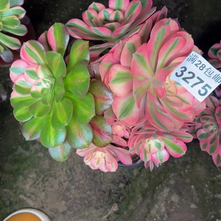 3275女巫多肉植物