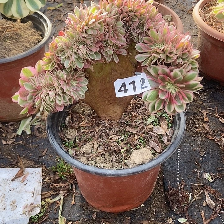 412倾城小板子法师缀