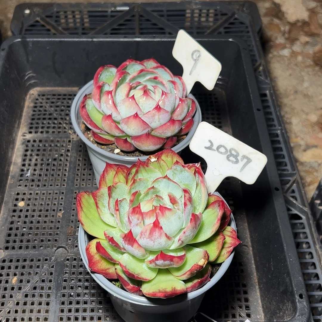 洋***航惊鸿仙子2087.9号有叶伤介意勿拍