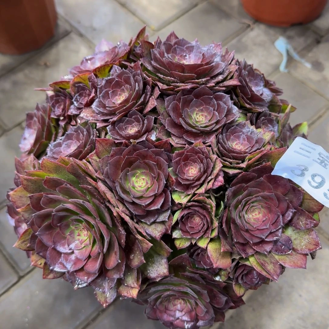 贤***奶多肉植物395桃花石