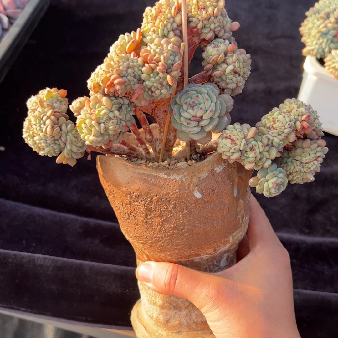 新年快乐 新年快乐 新年快乐