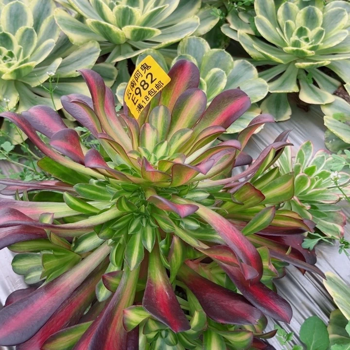 红日982多肉植物