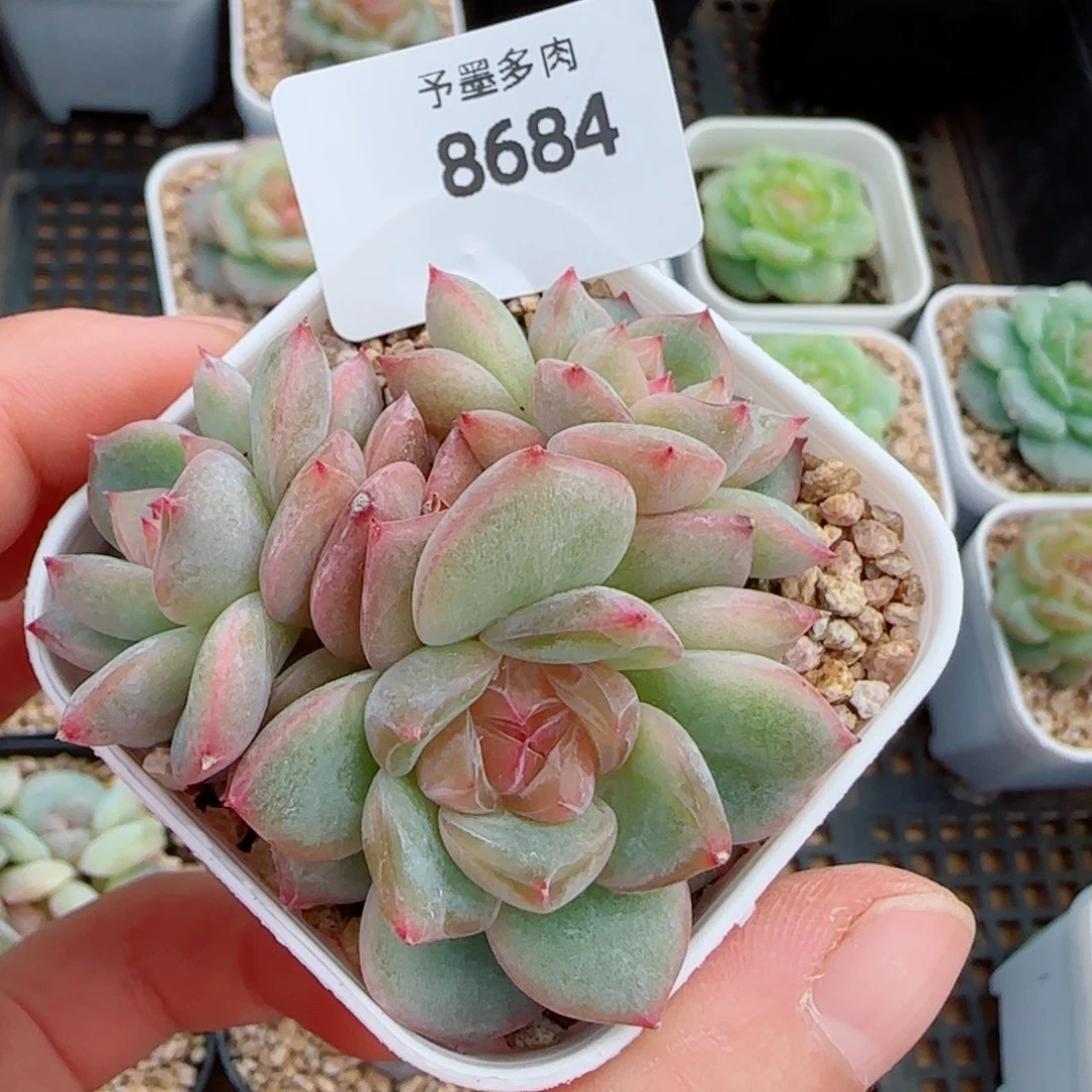 海洋之星，8684多肉植物