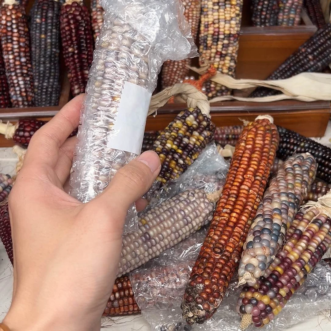 喜*文玩玉米毛料精品