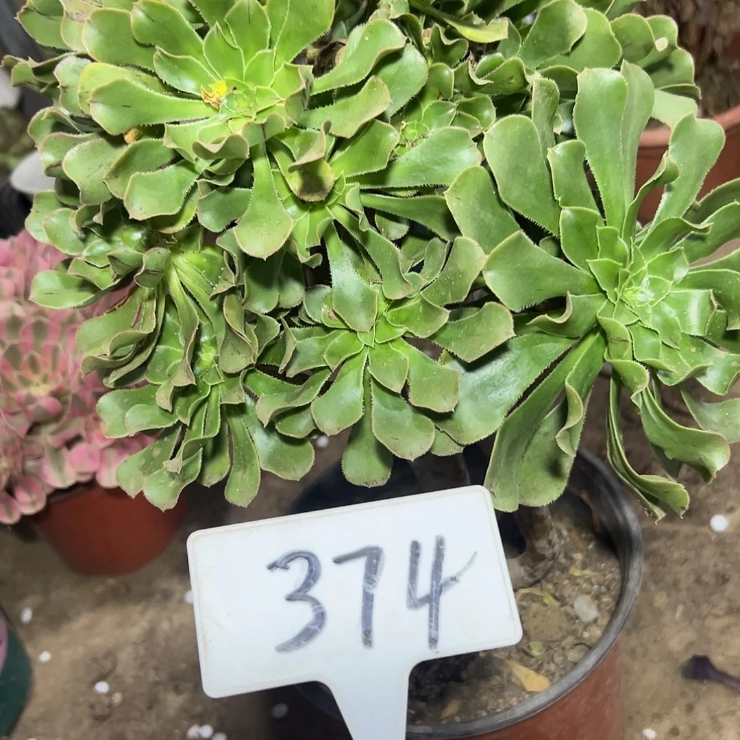 多肉植物原始绿法师374